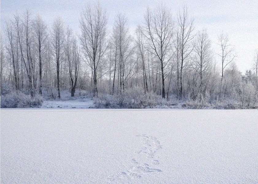 Besneeuwd veld met boomen op de achtergrond