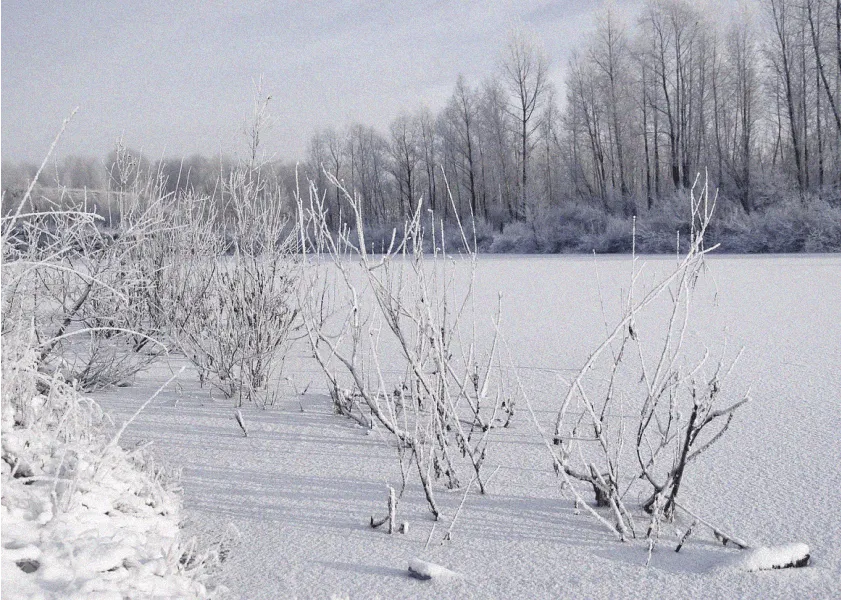 Besneeuwd veld met boomen op de achtergrond
