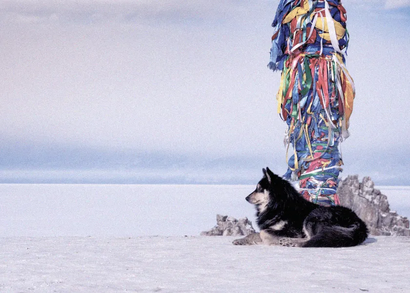 Een hond die in de sneeuw ligt naast een houten paal met kleurrijke linten